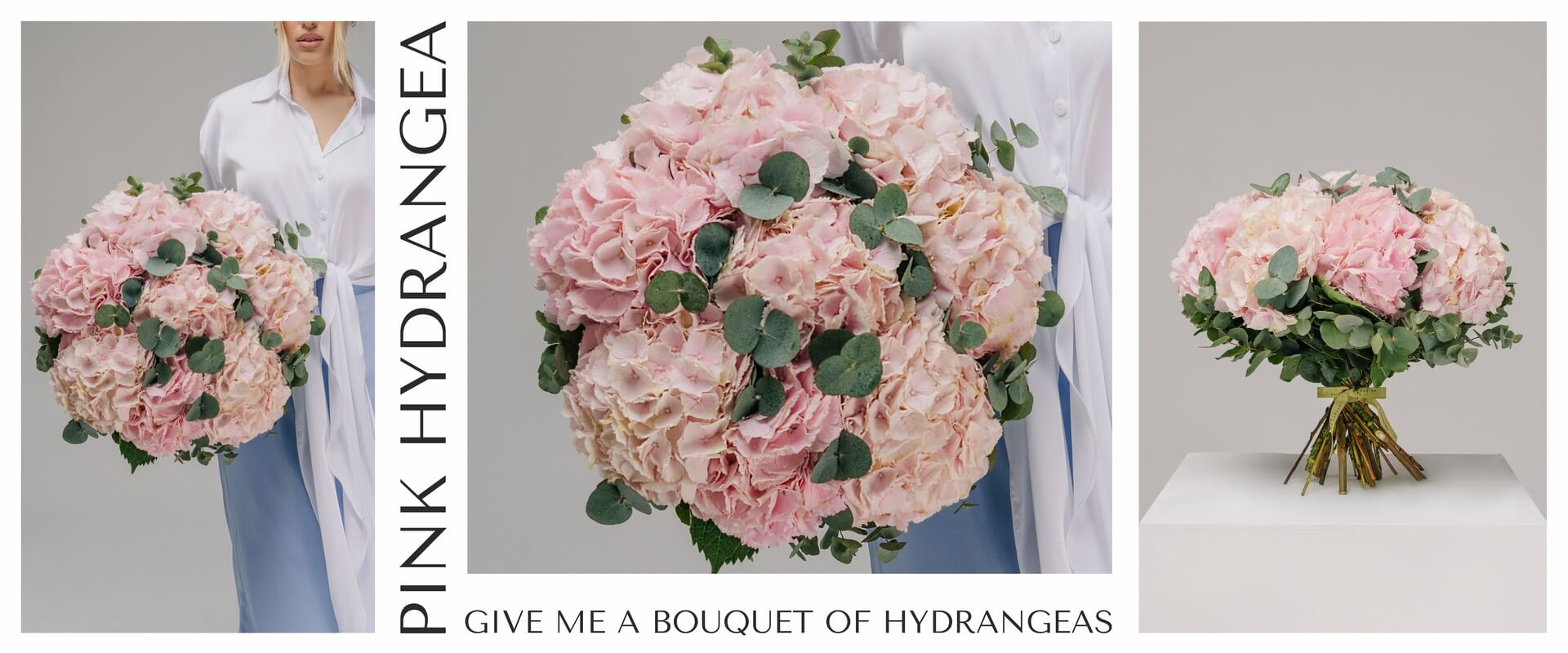 hydrangeasNew